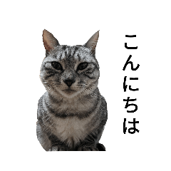 cat miruku yuton