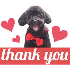 愛犬ロイのスタンプ♡