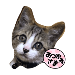 cute cat_20230618141632