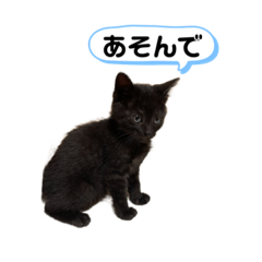 保護猫にゃんチビ