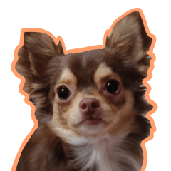 Chihuahua Chume