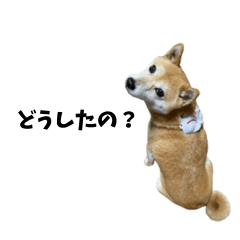 Mini Shibainu Konami's Daily Life