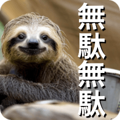 Live like a sloth
