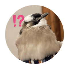 可愛的小小寶翁翁