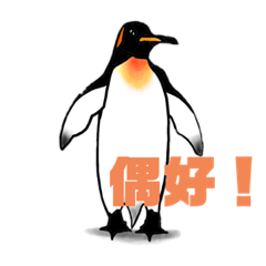 King penguin/Brown bear watch movies