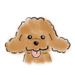 Toy Poodle Named Hina