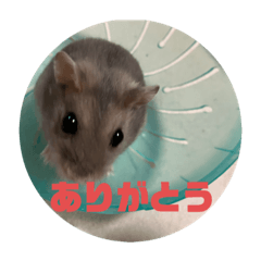 hamster's holiday stamp