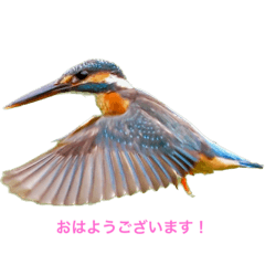 Kingfisher Kingfisher