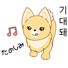 Korean Merrillo dog sun-su pal