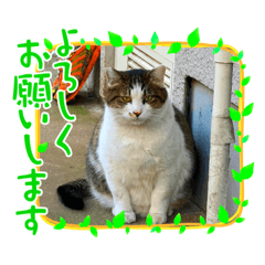 Shiho_20230620134348