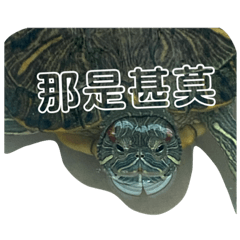 大烏龜很可愛
