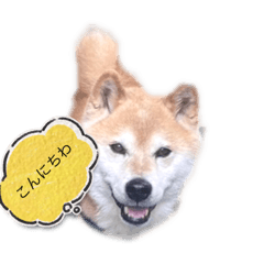suzu_20230620163752