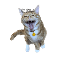 tsukushidayo_20230620214203