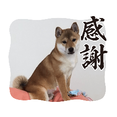 shibainu_20230620211623