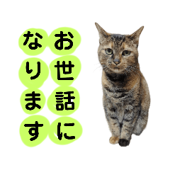 目付きが悪いと言われた猫…　すこし丁寧