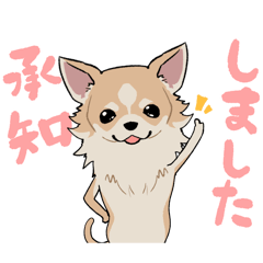 Hello, we're "kawaii" Chihuahua!