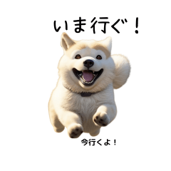 Akita dog who speaks dialect.
