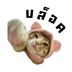 Shabu cat meme