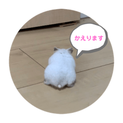 ハムスターのしらたまちゃん