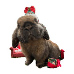 Marupochi Holland Lop Ear Bunny