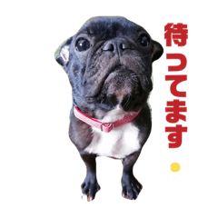 OMAME_French bulldog