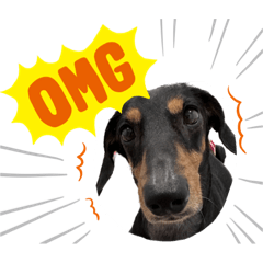 Cute crazy dachshund