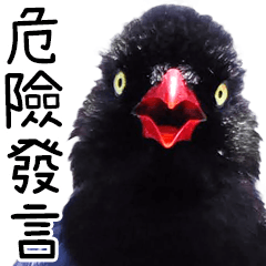 Wild bird friend-Taiwan Blue Magpie big1