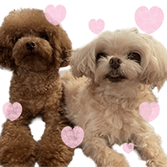 Toy poodle & mixed dog photo sticker