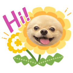 Gicci小寶第三彈