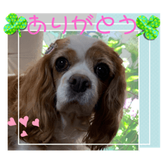 sakura_20230622180302