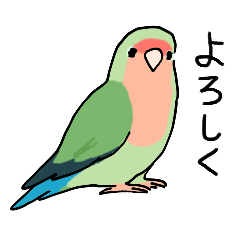 Rosy-faced lovebird 9