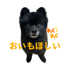 Black Pomeranian PONJE