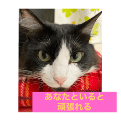 沖縄ひーちゃんねる２　猫キュン言葉集