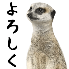 Simple photograph of the meerkat