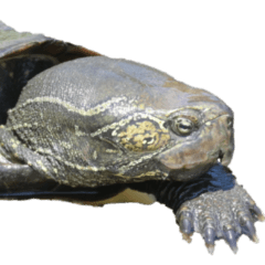 turtle without wording-BIG