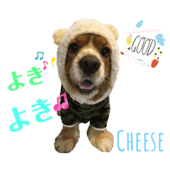 Cheese_20230623211230