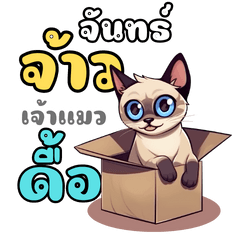 Janjao siamese cat