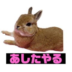 aggressive and cute rabbit