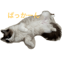 YukiYukio_20230624234748