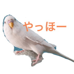 Ten-chan & Haku-chan