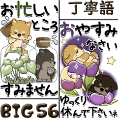 【Big】柴犬・ちゃちゃ丸 56『丁寧語』