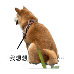 柴犬哆啦