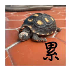 我是一隻小烏龜
