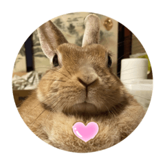 lovely cutie rabbit hana