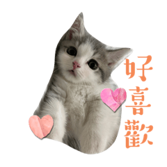 貓一家
