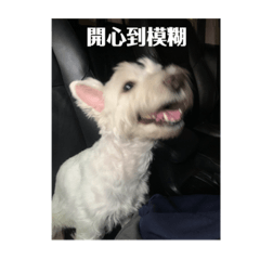 黃小咪修勾最可愛