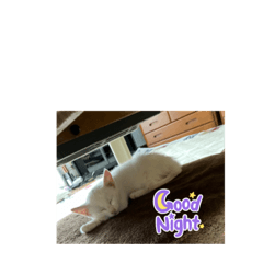 Sakura_202306260038302