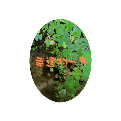 幸運田字草
