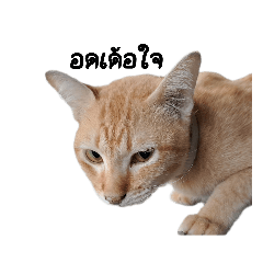 Isaan cat