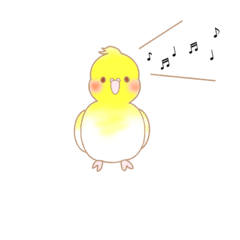 うちのオカメインコ　ルルちゃん